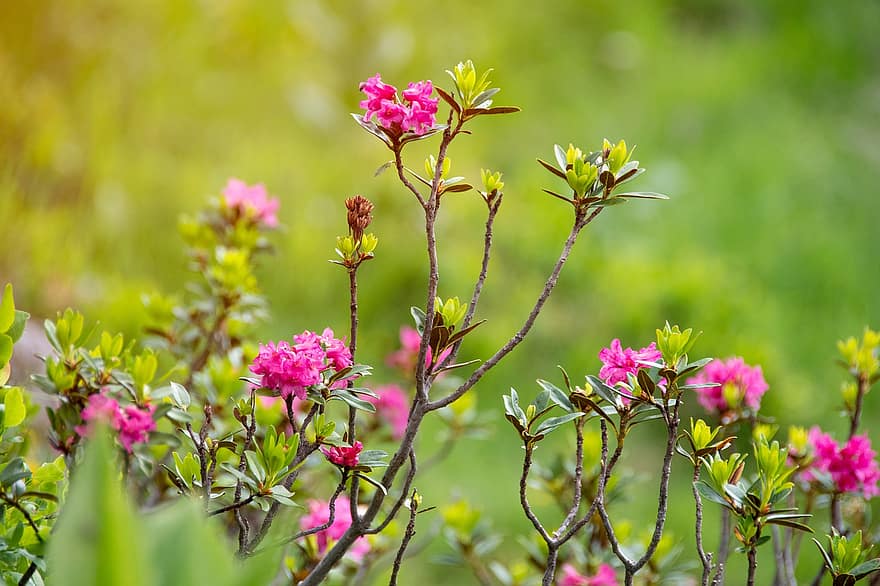 Rhododendron, Blumen, Zweige, Blühen, blühend, Flora, Blumenzucht, Gartenbau, Botanik, Natur, Pflanzen