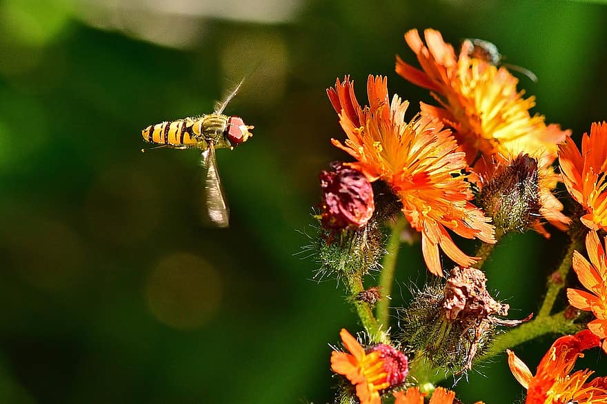 insekt, blomma, hoverfly, flygande, natur, närbild, sommar, växt