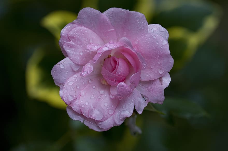Rosa, flor, Rocío, mojado, planta, Rosa rosada, flor rosa, gotas de rocío, floración, pétalos, de cerca