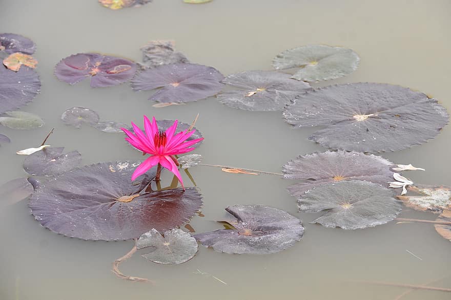 Water Lily, Flower, Petals, Leaves, Lagoon, Pond, Lake, Bloom