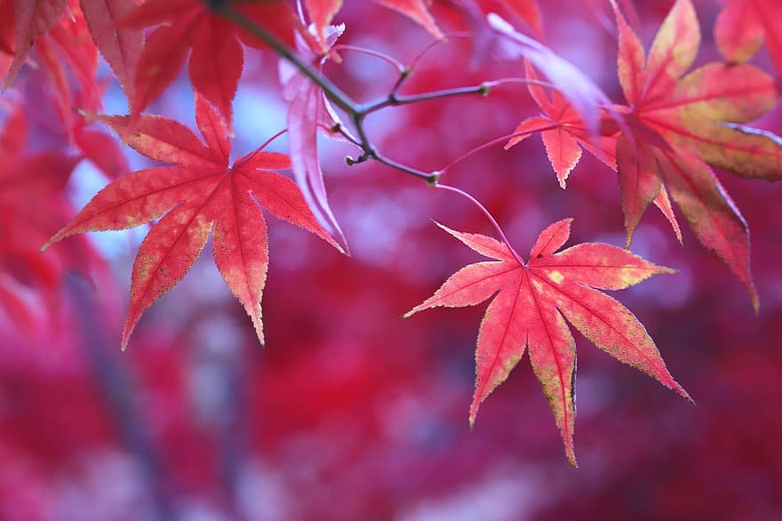jesień, odchodzi, Klon, listowie, jesienne liście, sezon jesienny, spadek liści