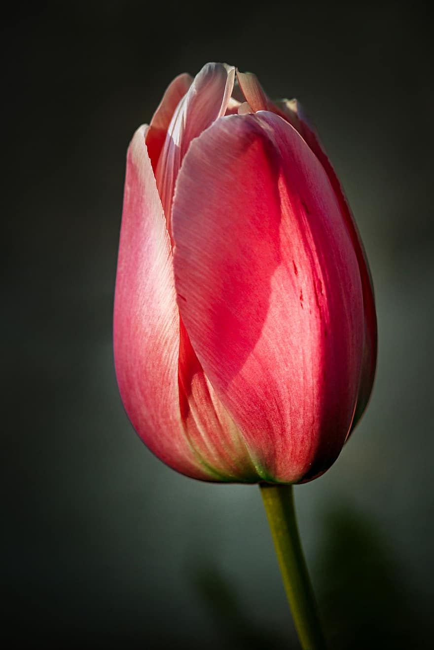 tulipan, tulpenbluete, blomstre, flor, forår, blomst, have, flora, frühlingsanfang, forårsvågne, natur