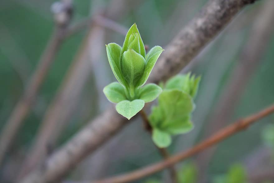Leaves, Shoots, Plant, Foliage, Branch, Spring, Nature, leaf, green color, close-up, freshness