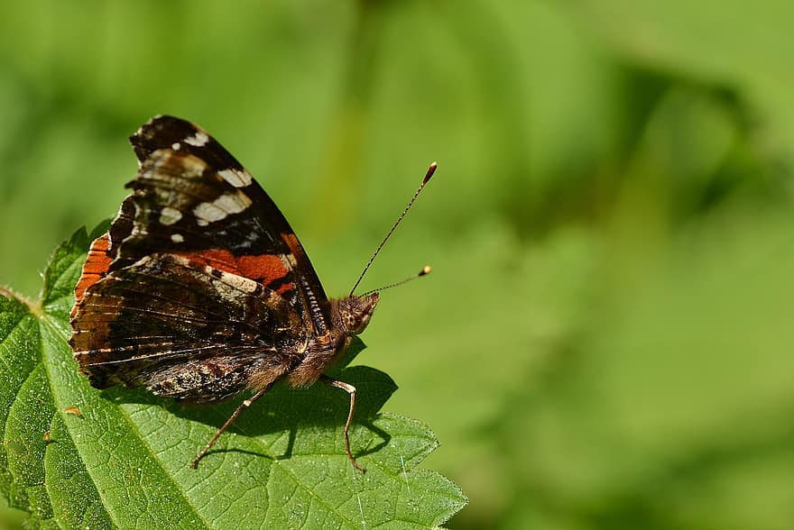 vlinder, admiraal, detailopname, de lente, Bos, vlinders, insect
