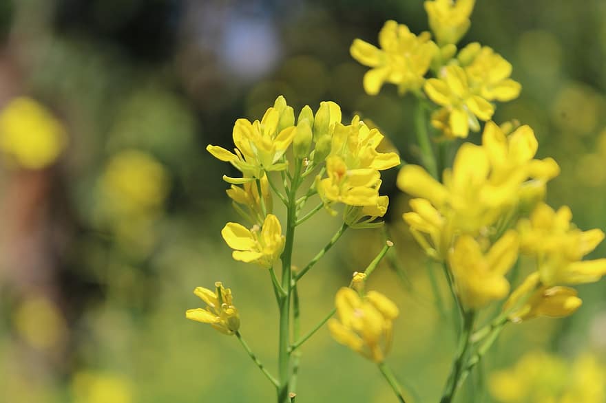 Field Mustard, Flowers, Plant, Yellow Flowers, Petals, Bloom, Garden, Flora, Nature