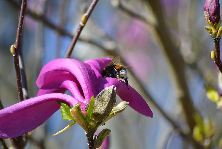 insecte, magnolia, pollinisation, bourdon, fleur, Floraison, Bois ornemental, tulipe magnolia, magnolia × soulangeana, magnolias, magnolia violet