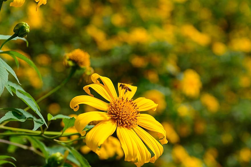 bông hoa, con ong, thụ phấn, cánh hoa, vĩ mô, tithonia Difolia, phong cảnh, Việt Nam, mùa hè, màu vàng, cây