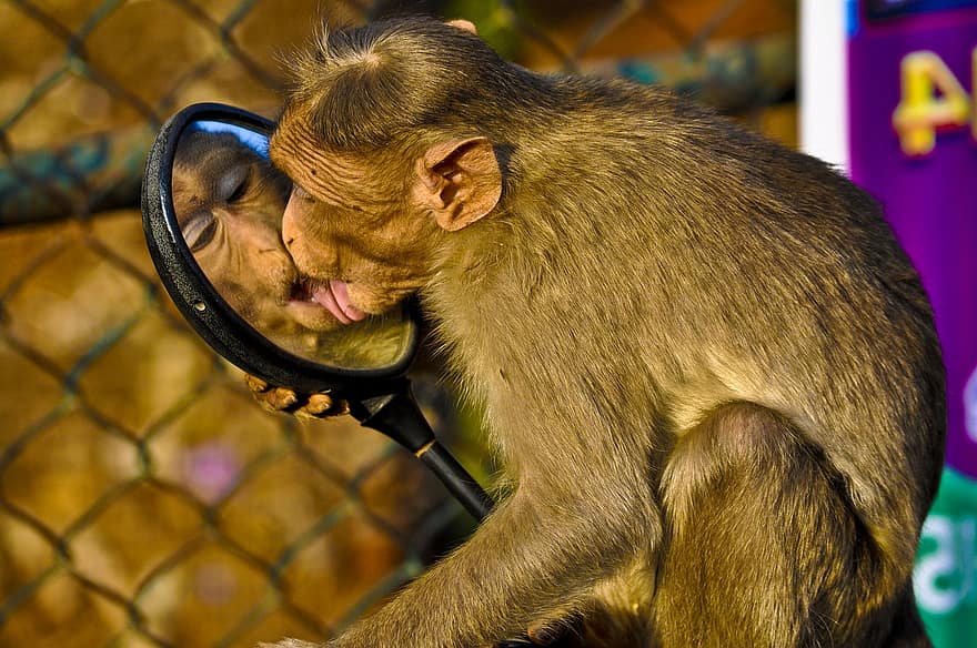 モンキー、鏡、霊長類、類人猿、おもしろい