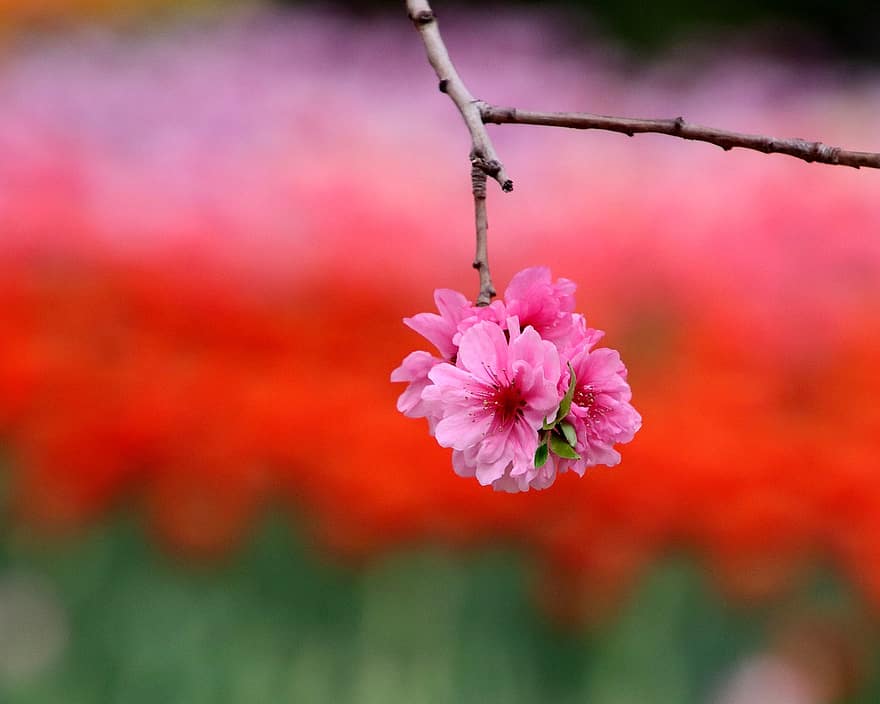 bunga prem, bunga-bunga merah muda, bunga-bunga, musim semi, pohon plum, berkembang, mekar, flora, botani, alam, bunga