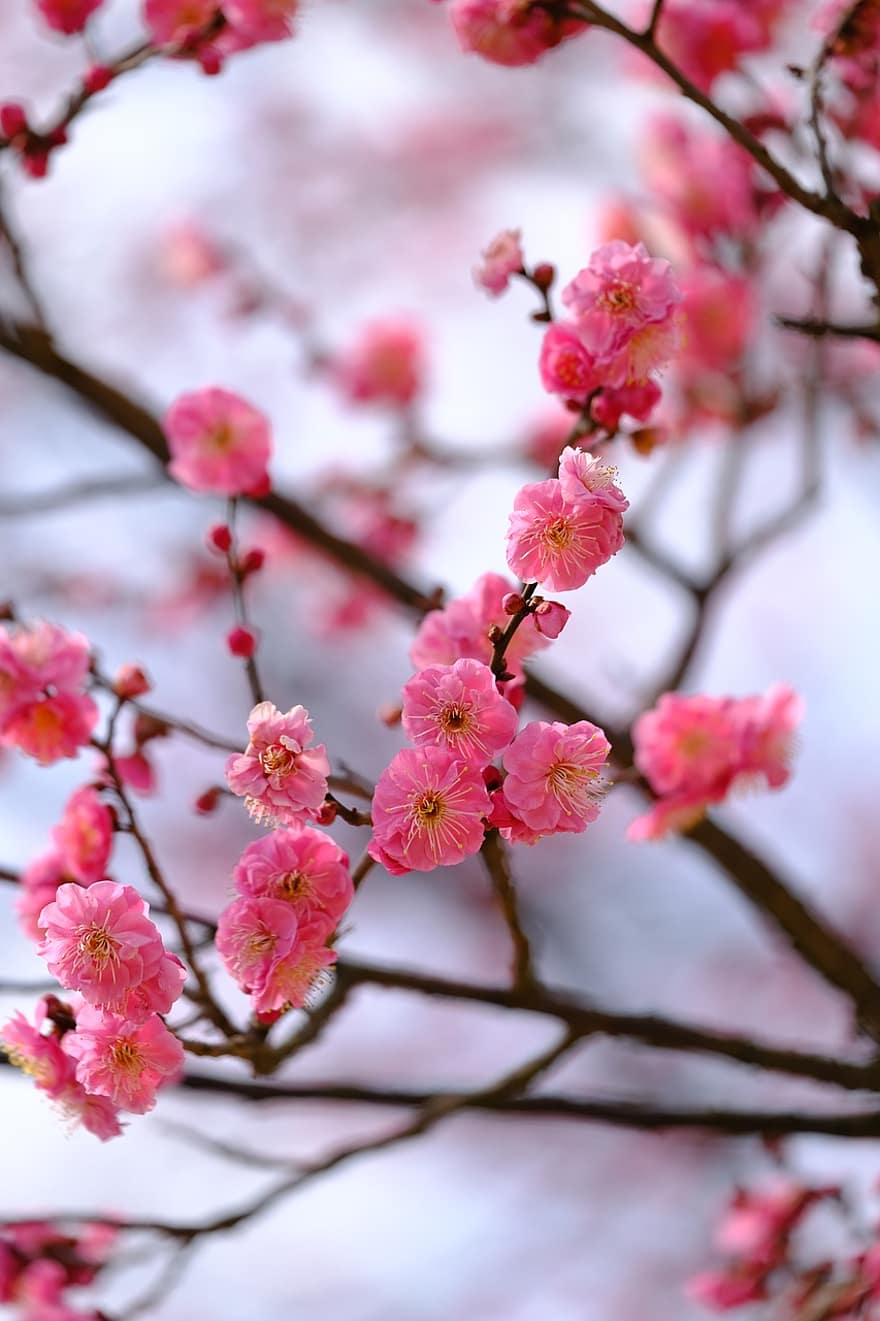 梅の花、ピンクの花、自然、春、フラワーズ、花、ブランチ、ピンク色、フラワーヘッド、花弁、工場