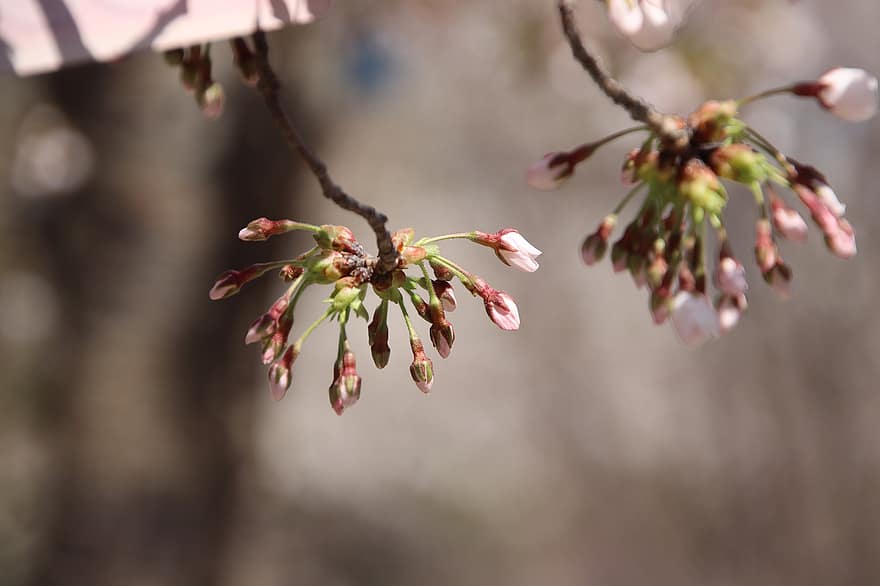 třešňové květy, sakura, květiny, jaro, flóra, třešeň, jarní sezóna, květ, Příroda, detail, rostlina