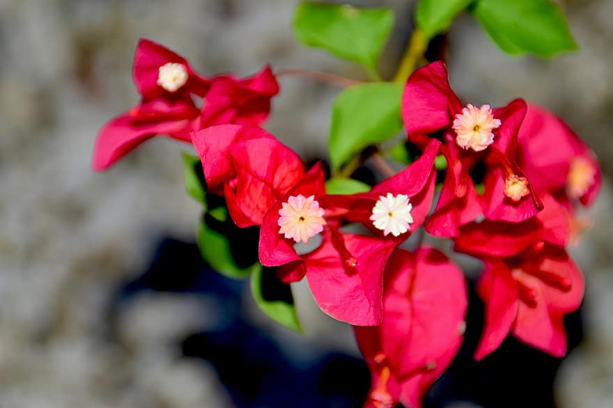 Bougainvillea, rot, Blumen, Blüten, Natur