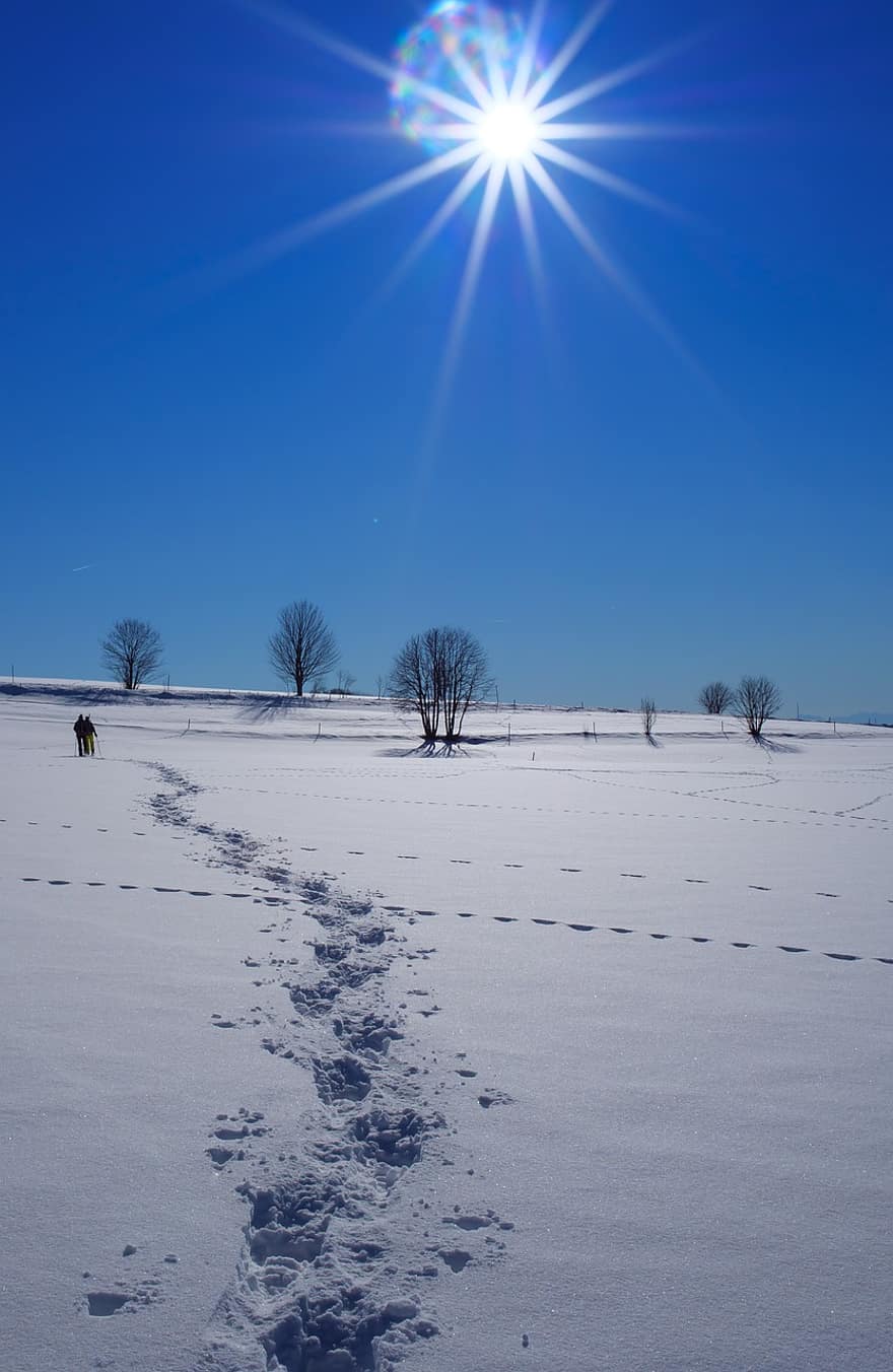 スノーシュー、雪、冬、トラック、歩く、散歩、コールド、太陽、木、自然、雪景色
