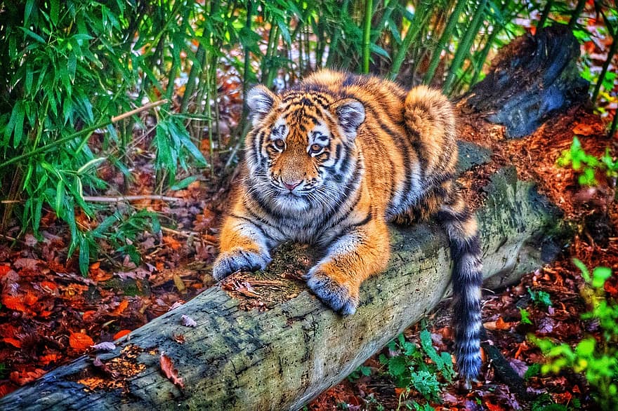 tiger, dyr, dyrehage, stor katt, striper, feline, pattedyr, gress, eng, natur, dyreliv