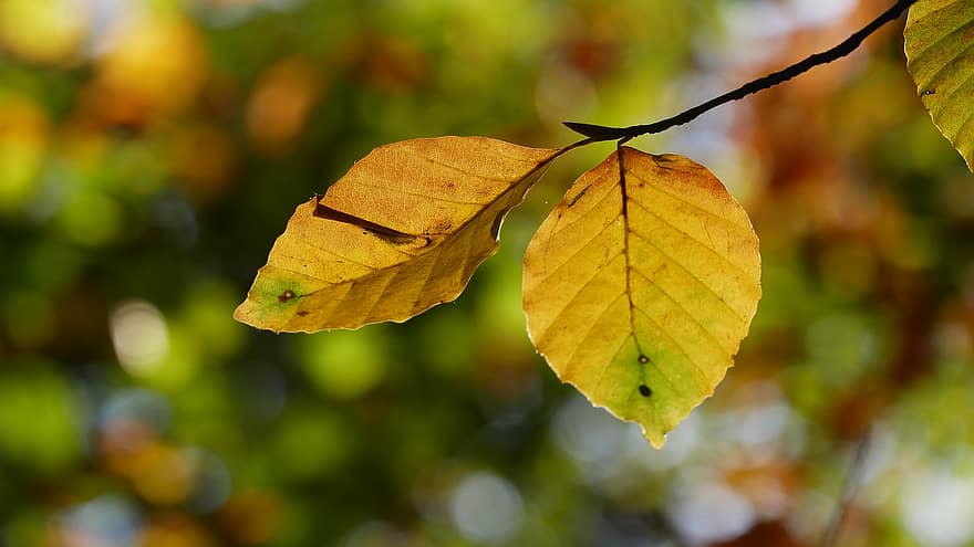 listy, povlečení na postel, podzim, les, list, žlutá, strom, sezóna, detail, rostlina, zelená barva