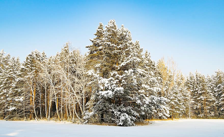 träd, gren, trän, skog, frost, snö, vinter-, natur, utomhus, skönhet, is