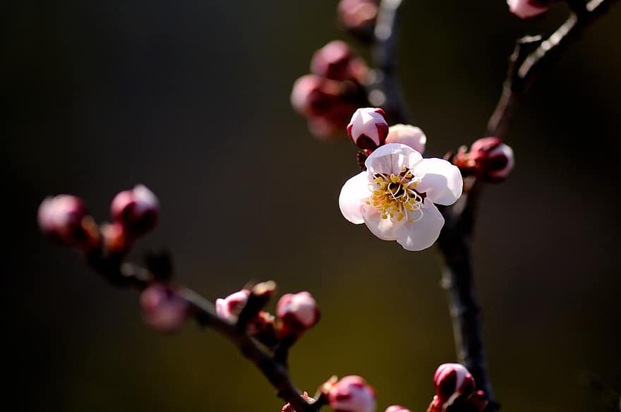 cseresznyevirág, Sakura, fa, ág, virágok, virágzik, virágzás, virágzó fa, természet