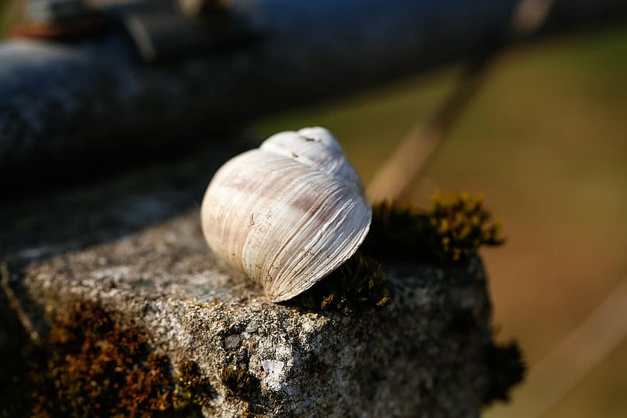 shell, cargol, naturalesa, closca blanca, closca, pedra