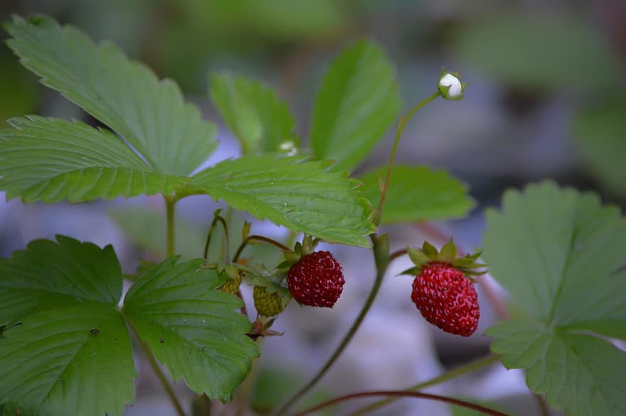 Wild Strawberry, Bush, Flowers, Leaves, Spring, Strawberry, Nature, Sweet, Red, Summer, Berry