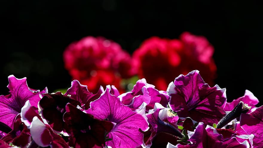 petunie, fiori, giardino, petali, fiori viola, petali viola, fioritura, fiorire, flora, natura, pianta
