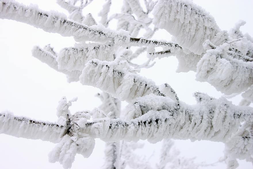 vinter-, frost, grenar, träd, snö, is, kall