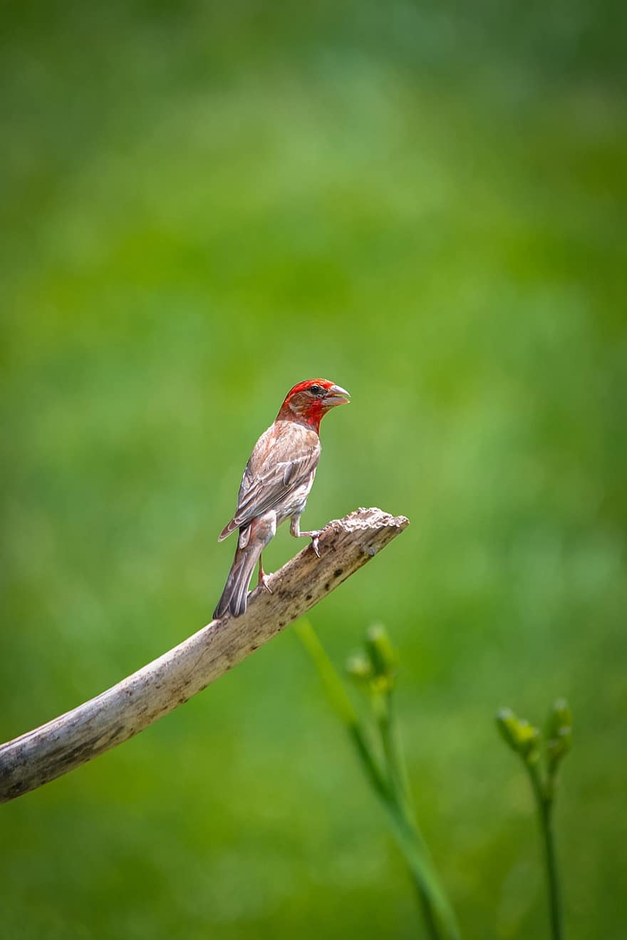 Cassin's Finch, pták, malý pták, posazený, posazený pták, ave, ptačí, ornitologie, pozorování ptáků, zvíře, živočišného světa