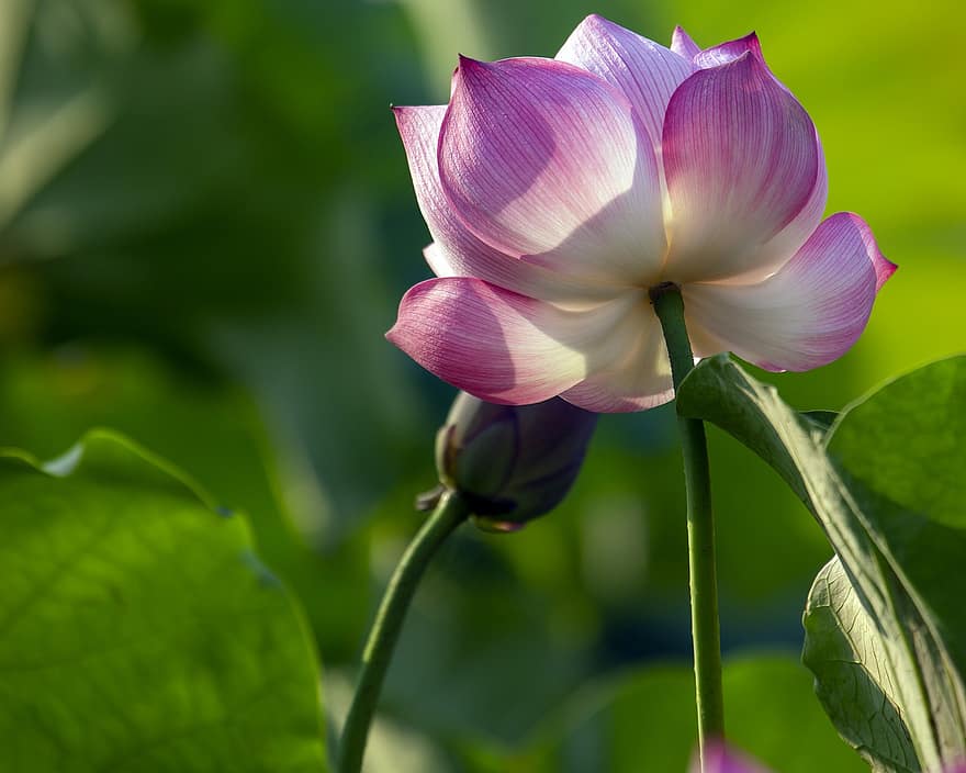 lotus, flor, flor rosa, flor de lotus, fulles de lotus, florir, pètals, pètals de color rosa, flora, planta aquàtica, naturalesa