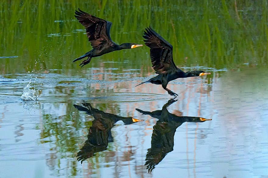 ocells, cormorans, ales, alba, boira, llac, animals a la natura, volant, bec, ploma, aigua