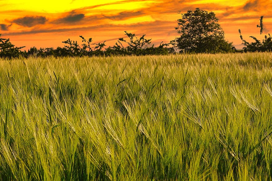 lúa mạch, ngũ cốc, Cánh đồng ngô, cánh đồng, đồng cỏ