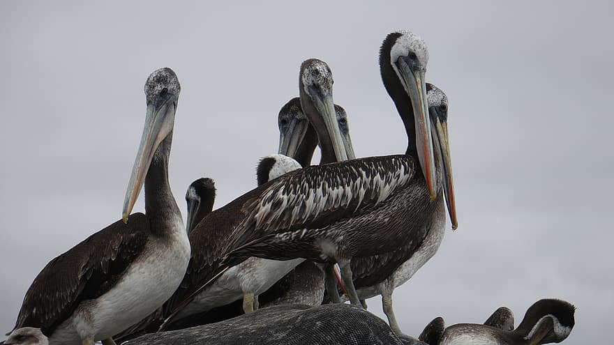 пеликани, птици, животни, Перуански пеликани, водни птици, дивата природа, природа