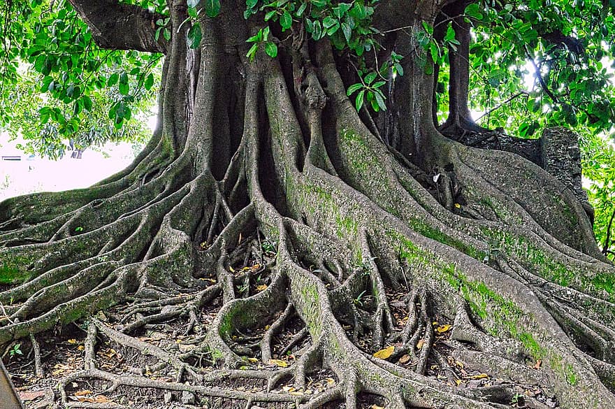 copac, rădăcini, natură, creştere