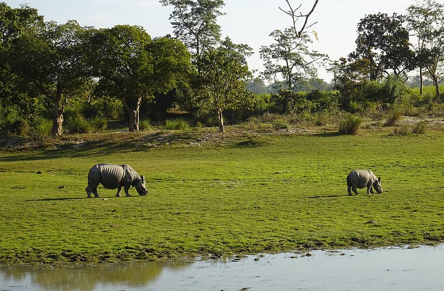 nosorożec, jeden rogaty, zwierzę, dziki, dzikiej przyrody, zagrożone, Park Narodowy, sanktuarium, Assam, gospodarstwo rolne, scena wiejska