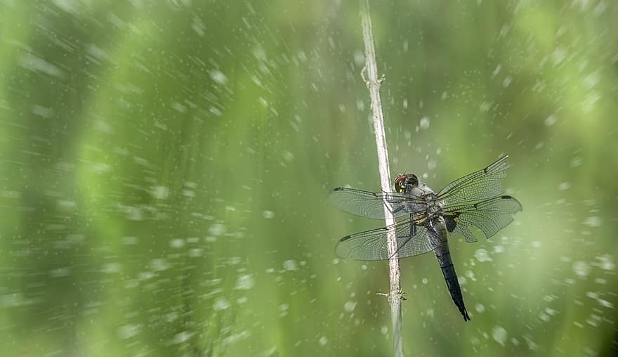 Fire-spotted Chaser, dragonfly, insekt, Fireflekket skimmer, libellula quadrimaculata, natur, makro