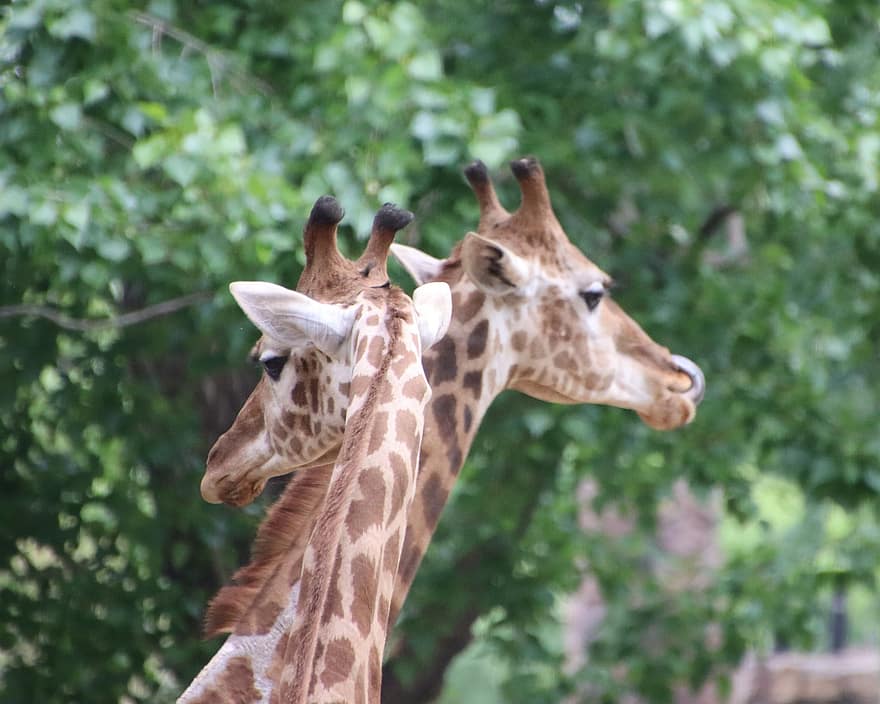 жирафа, животное, живая природа, Жирафа Камелопардалис, Giraffidae, млекопитающее, голова, природа