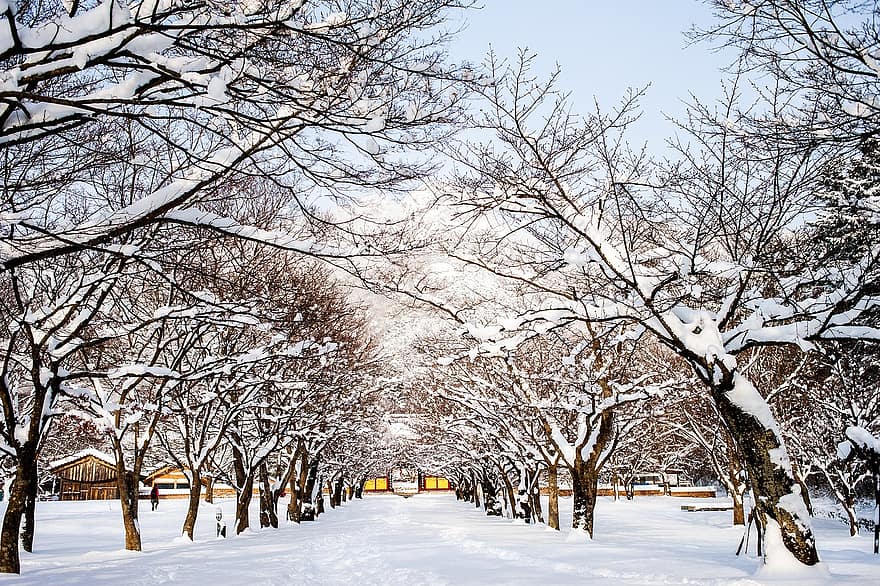 stromy, sníh, cesta, jinovatka, zasněžený, mráz, mrazivý, snowscape, zimní, Chrám Naeso, Korea