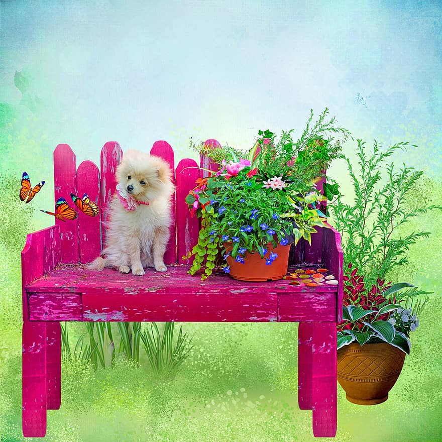 šuo, drugeliai, augalai, gėlės, pavasaris, pobūdį, mielas, gyvūnas, fantazija, žavėjo, scenoje