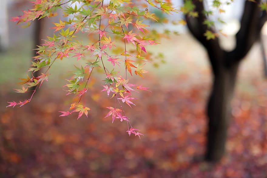 осень, природа, клен, листья, падать, время года