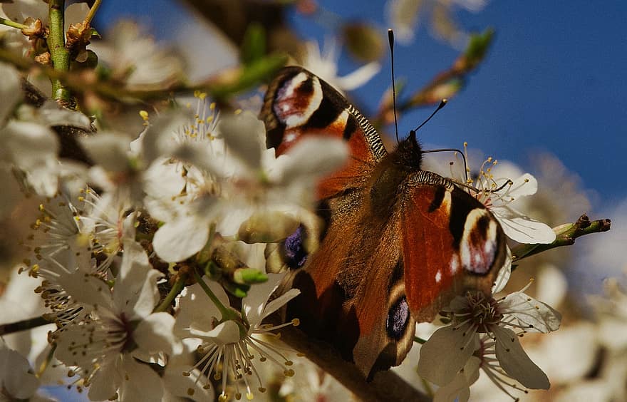 комаха, метелик, ентомологія, природи, весна, цвіте, макрос