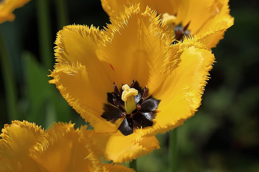 tulipes, flor, planta, tulipa amb franges, pètals, florir, flora, jardí, flors de primavera, naturalesa, groc