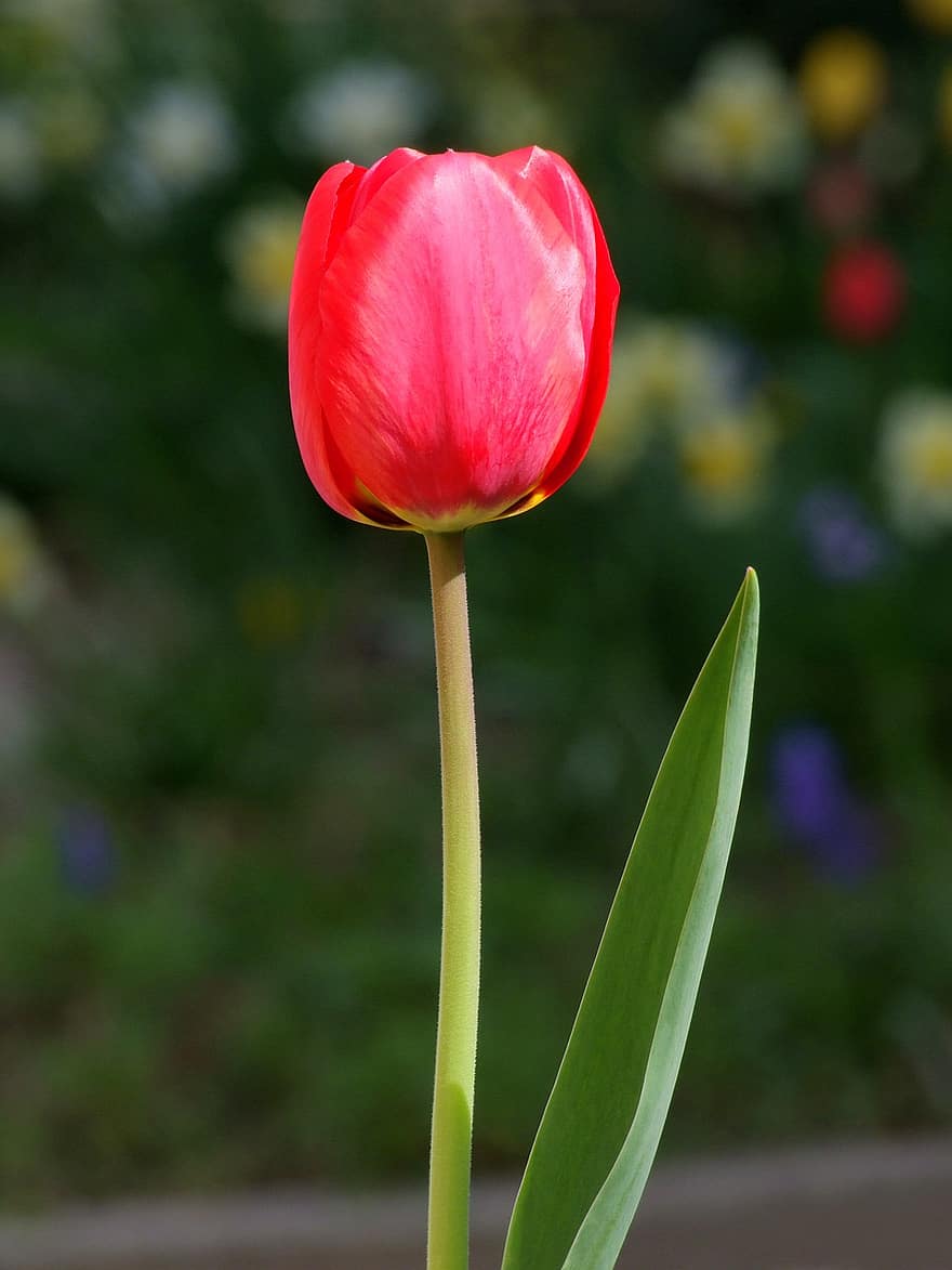 tulipan, blomst, rød tulipan, rød blomst, røde kronblade, flor, blomstre, flora, blomsterdyrkning, havebrug, botanik