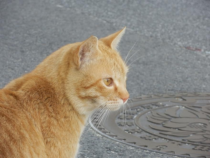 бродячий кот, глазеть, кошка, оранжевый, люк