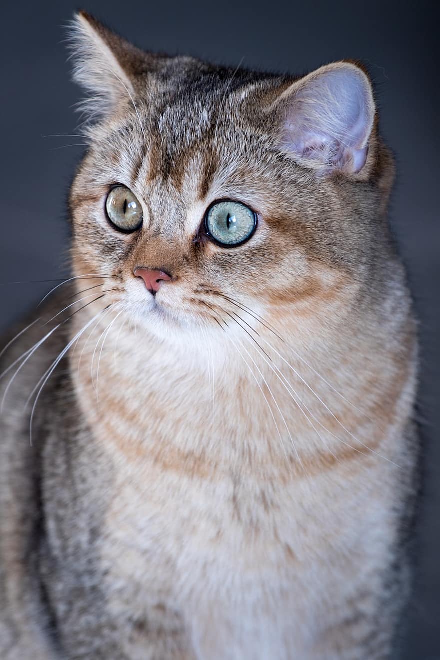 kedi, Britanya ile ilgili stenografi, Evcil Hayvan, hayvan, kürk, pisi, yerli, ev kedisi, kedi portre, Evcil Hayvanlar, sevimli