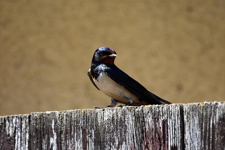 Swallow, Bird, Nature, Plumage, Nice, Wood, Board, Perched, Perched Bird, Feathers, Ave