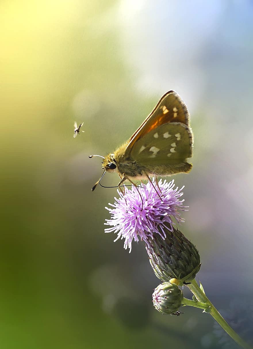 Butterfly, Insect, Thistle, Small Skipper, Animal, Flower, Meadow, Nature, Closeup