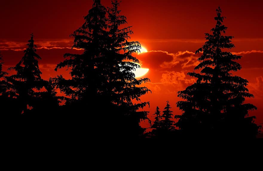 le coucher du soleil, forêt, des silhouettes, les bois, des arbres, conifères, forêt de conifères, rétro-éclairage, ciel orange, Soleil, crépuscule