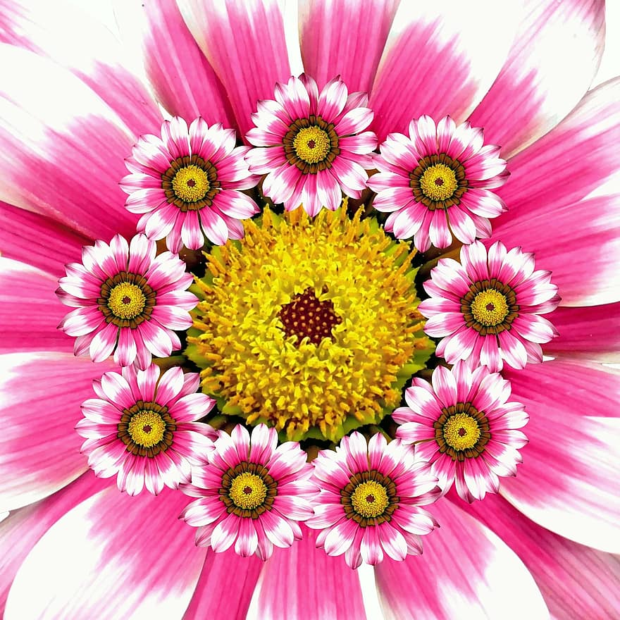 Sommer-, Blume, Natur, Collage, Rosa, blühen, grafische Blume der Botanik, Botanik, Pflanze