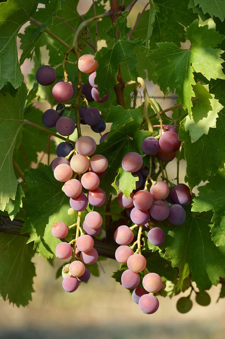 les raisins, fruit, vigne, feuilles, plante, aliments, biologique, vignoble, viticulture, la nature, l'automne