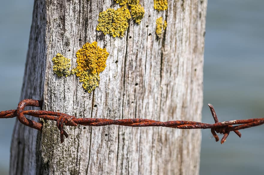 alambre de espino, oxidado, metal, cerca