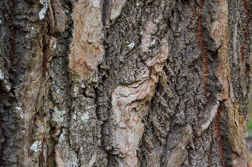 tree, wood, texture, backgrounds, forest, close-up, tree trunk, pattern, plant, old, rough