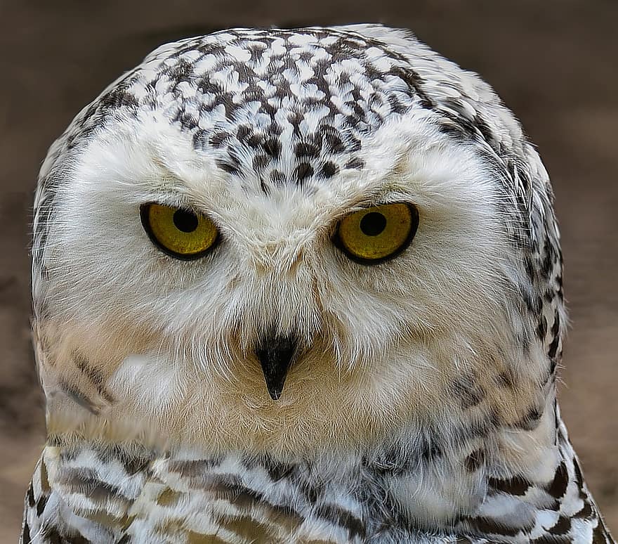 boreal owl, πουλί, κουκουβάγια, ζώο, αρπακτικό πουλί, φτερά, ράμφος, μάτια, ορνιθολογία